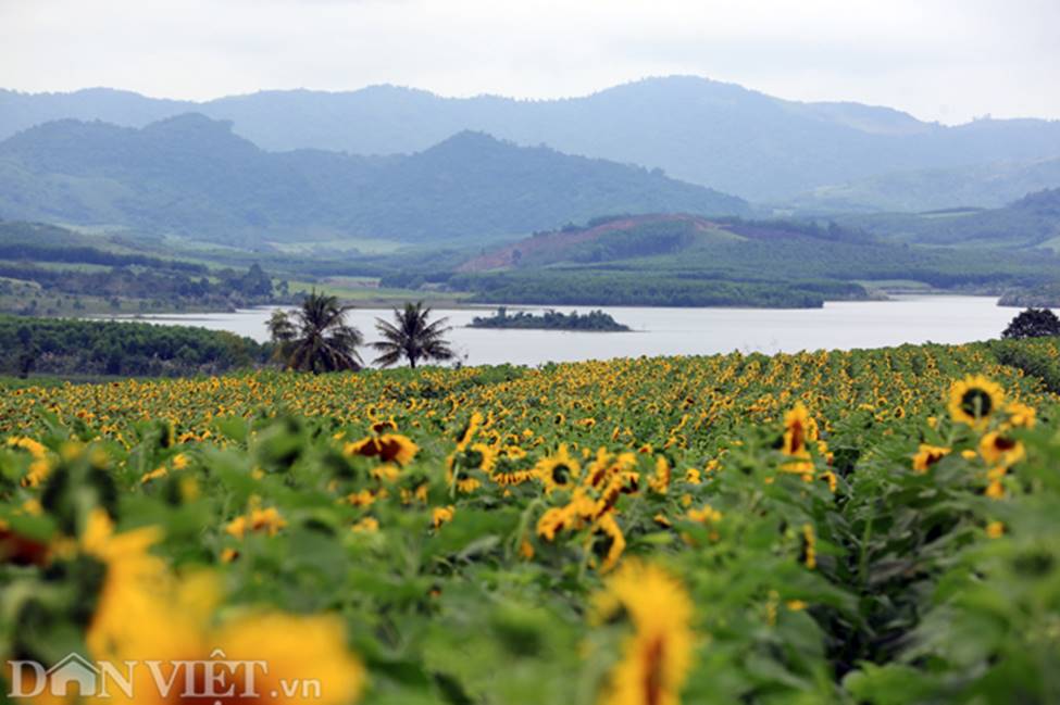 Ảnh: Cánh đồng hoa hướng dương đẹp nhất Việt Nam bắt đầu nở rộ-1