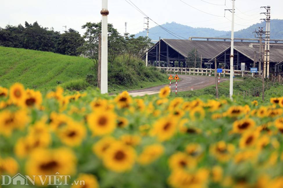 Ảnh: Cánh đồng hoa hướng dương đẹp nhất Việt Nam bắt đầu nở rộ-2