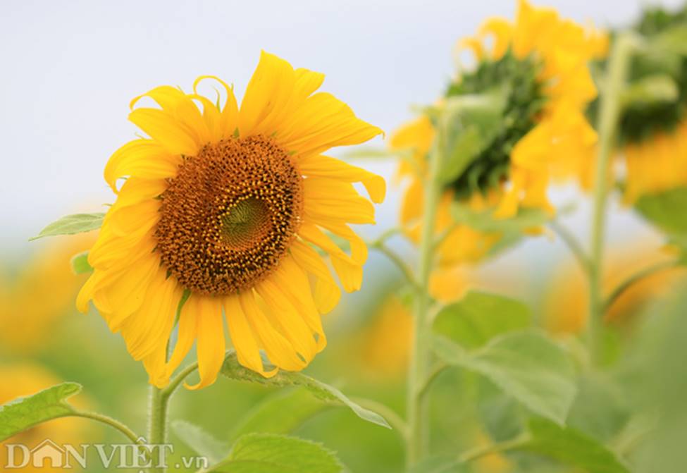 Ảnh: Cánh đồng hoa hướng dương đẹp nhất Việt Nam bắt đầu nở rộ-3