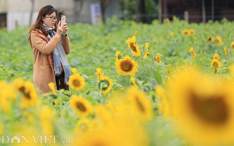 Ảnh: Cánh đồng hoa hướng dương đẹp nhất Việt Nam bắt đầu nở rộ-4
