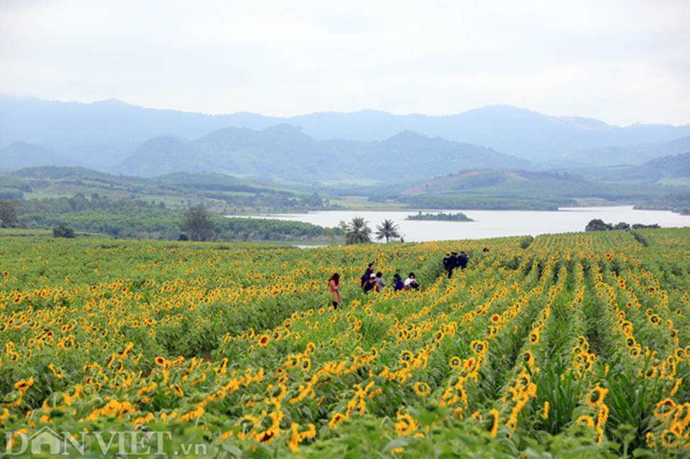 Ảnh: Cánh đồng hoa hướng dương đẹp nhất Việt Nam bắt đầu nở rộ-5