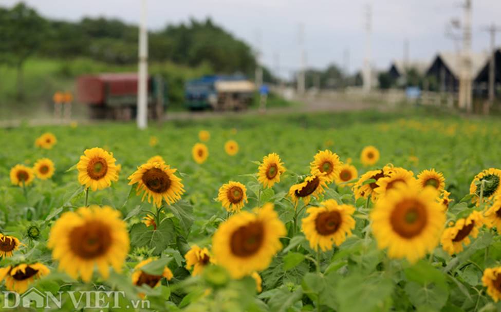 Ảnh: Cánh đồng hoa hướng dương đẹp nhất Việt Nam bắt đầu nở rộ-7