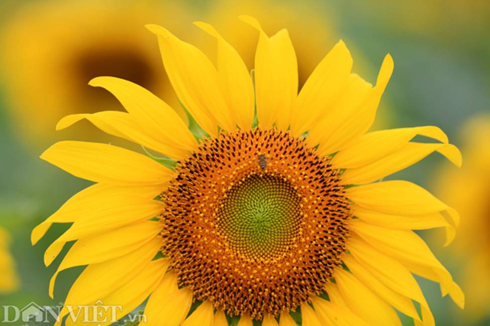 Ảnh: Cánh đồng hoa hướng dương đẹp nhất Việt Nam bắt đầu nở rộ-8