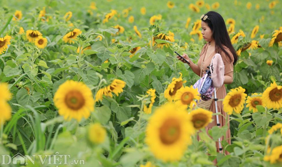 Ảnh: Cánh đồng hoa hướng dương đẹp nhất Việt Nam bắt đầu nở rộ-10