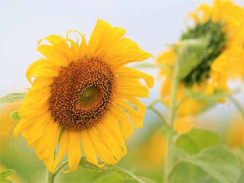 Đã lùng ra địa chỉ cánh đồng sen rộng bát ngát tại An Giang: Thiên đường sống ảo là đây chứ đâu nữa!-8