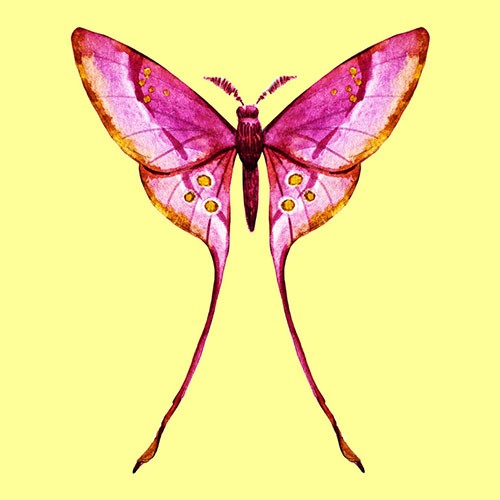 Chọn một con bướm thu hút mình nhất, đáp án sẽ giải mã nội tâm sâu thẳm trong bạn-2