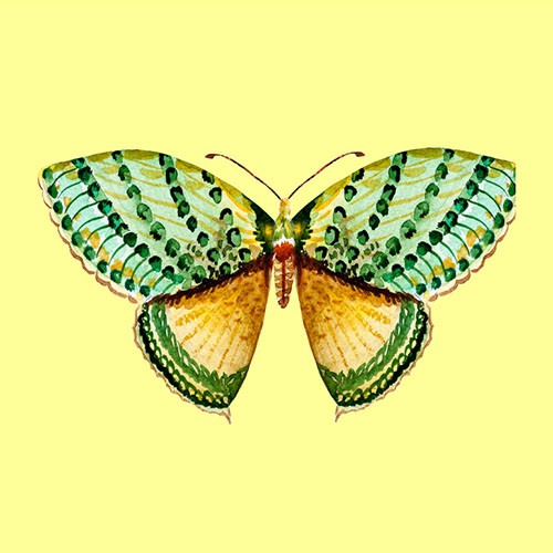 Chọn một con bướm thu hút mình nhất, đáp án sẽ giải mã nội tâm sâu thẳm trong bạn-3