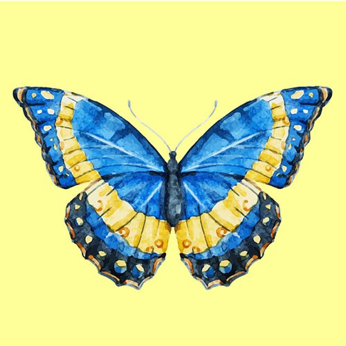 Chọn một con bướm thu hút mình nhất, đáp án sẽ giải mã nội tâm sâu thẳm trong bạn-4