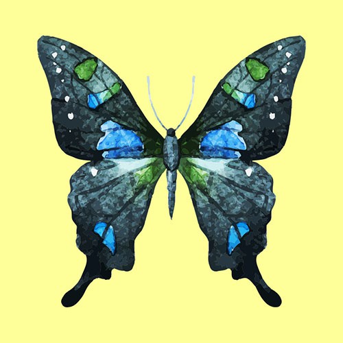 Chọn một con bướm thu hút mình nhất, đáp án sẽ giải mã nội tâm sâu thẳm trong bạn-5