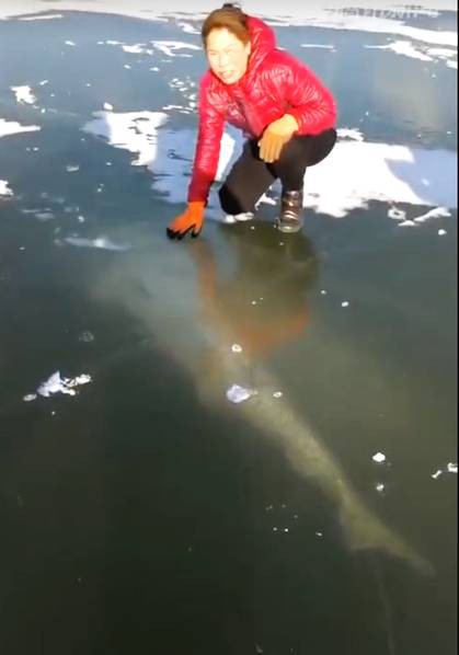 Vật thể khủng xuất hiện dưới băng, người dân tìm cách lôi lên bằng được-1