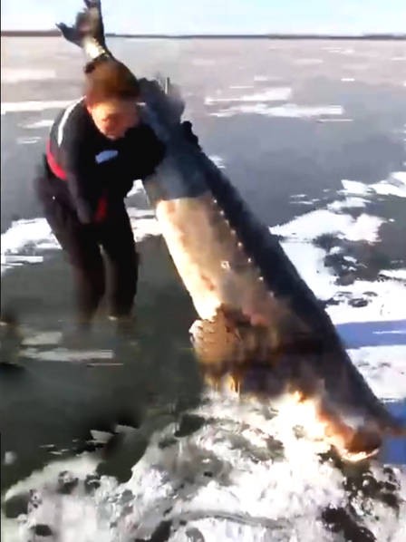 Vật thể khủng xuất hiện dưới băng, người dân tìm cách lôi lên bằng được-4