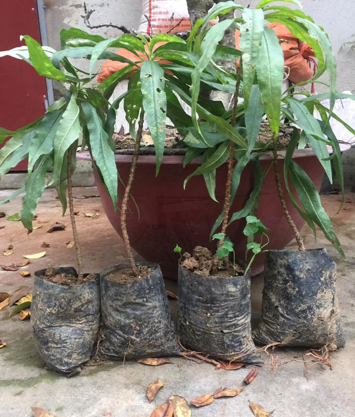 Nhánh đào thất thốn bằng chiếc đũa: Bán 3 triệu dân tranh nhau mua-1