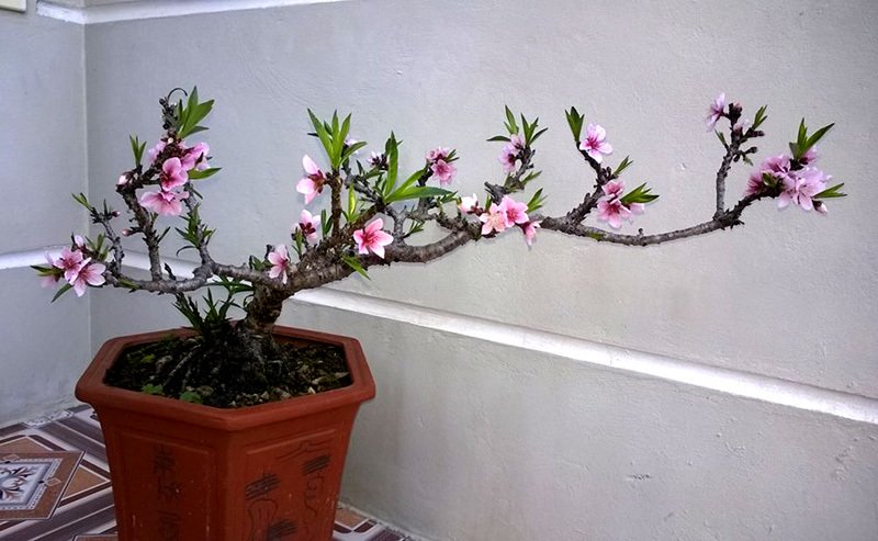 Nhánh đào thất thốn bằng chiếc đũa: Bán 3 triệu dân tranh nhau mua-3