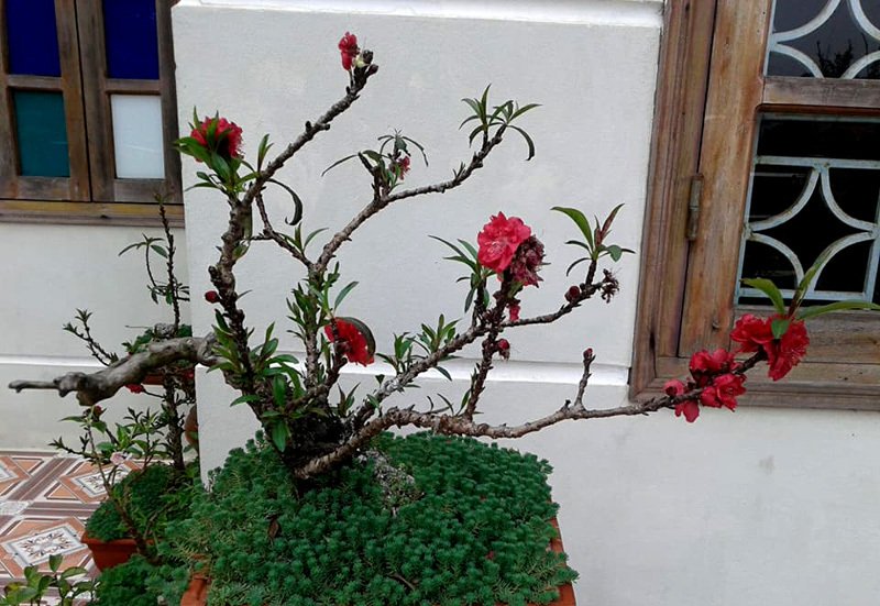 Nhánh đào thất thốn bằng chiếc đũa: Bán 3 triệu dân tranh nhau mua-4