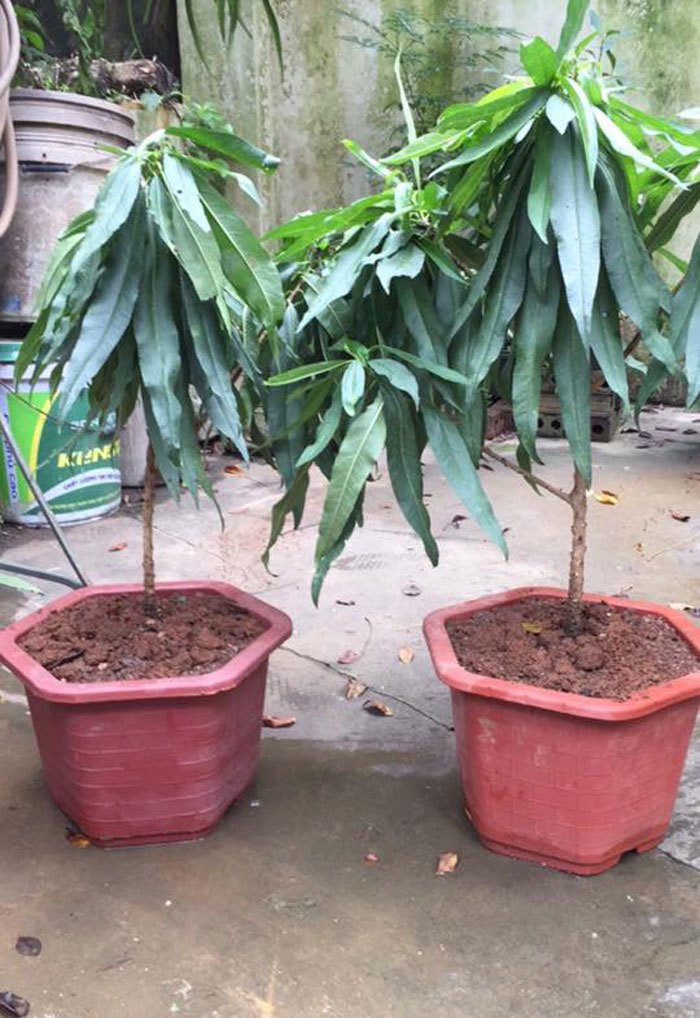 Nhánh đào thất thốn bằng chiếc đũa: Bán 3 triệu dân tranh nhau mua-2