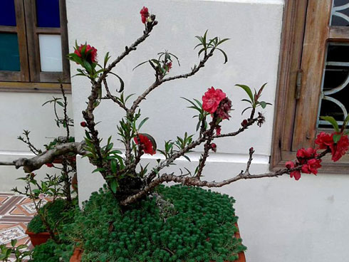 Đào nở bung đỏ rực trước Tết dương lịch, người trồng thấp thỏm sợ thất thu-12