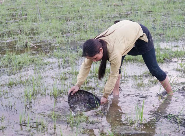 Săn đặc sản nòng nọc: Ngon, bổ hiếm có món nào bằng-1