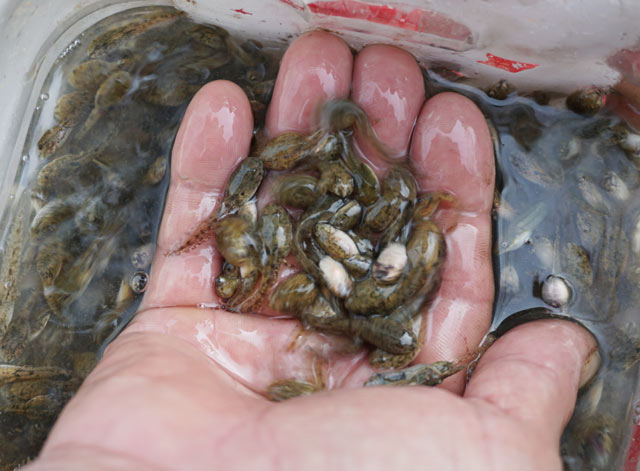 Săn đặc sản nòng nọc: Ngon, bổ hiếm có món nào bằng-2