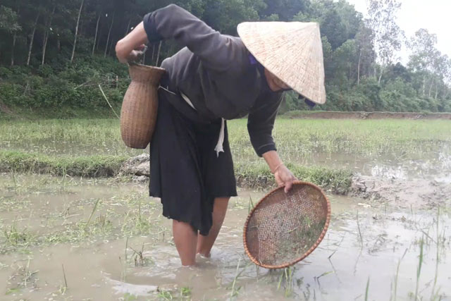 Săn đặc sản nòng nọc: Ngon, bổ hiếm có món nào bằng-3