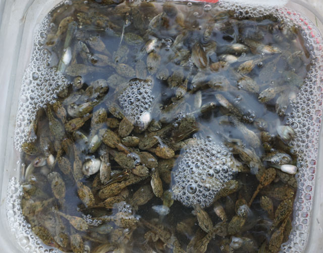 Săn đặc sản nòng nọc: Ngon, bổ hiếm có món nào bằng-4