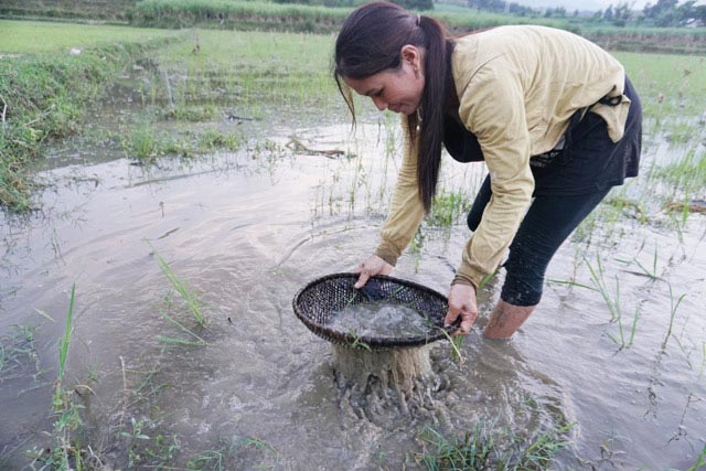 Săn đặc sản nòng nọc: Ngon, bổ hiếm có món nào bằng-5