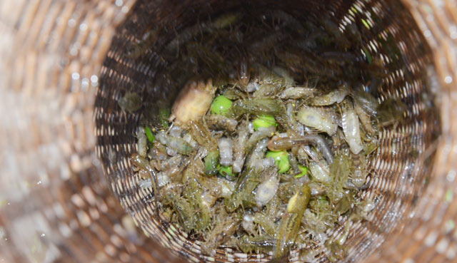 Săn đặc sản nòng nọc: Ngon, bổ hiếm có món nào bằng-6