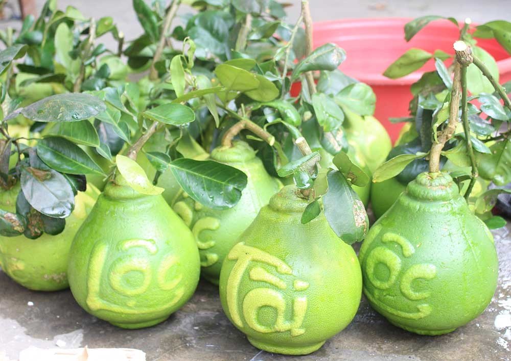 Quả bưởi vuông kỳ lạ lần đầu tiên xuất hiện ở Việt Nam-3