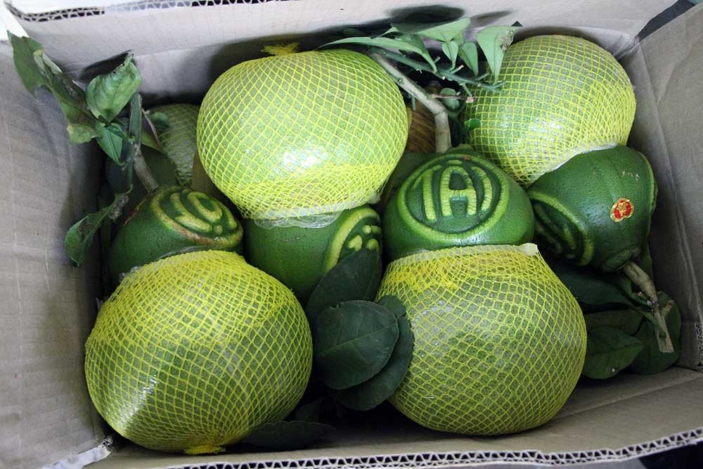 Quả bưởi vuông kỳ lạ lần đầu tiên xuất hiện ở Việt Nam-4