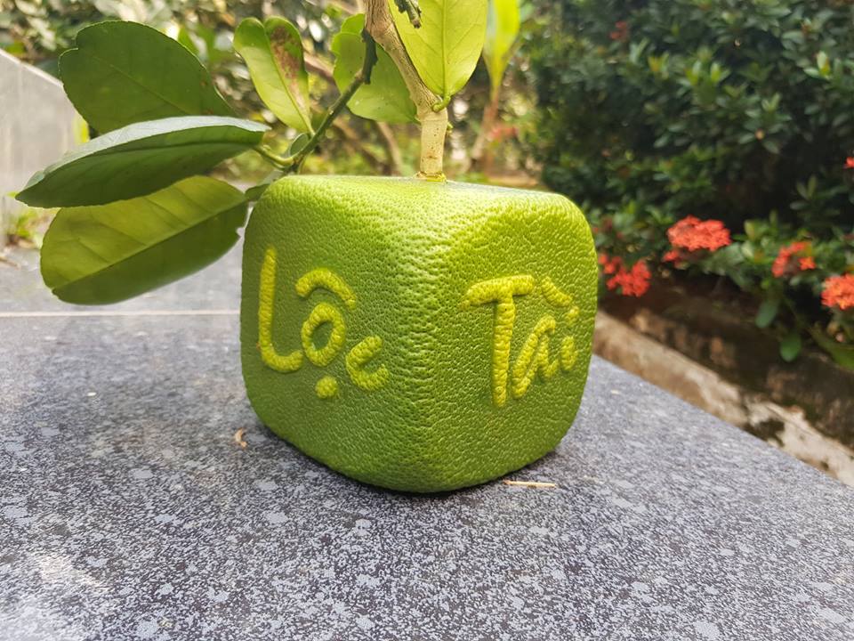 Quả bưởi vuông kỳ lạ lần đầu tiên xuất hiện ở Việt Nam-11