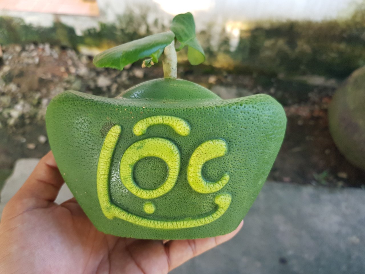 Quả bưởi vuông kỳ lạ lần đầu tiên xuất hiện ở Việt Nam-13