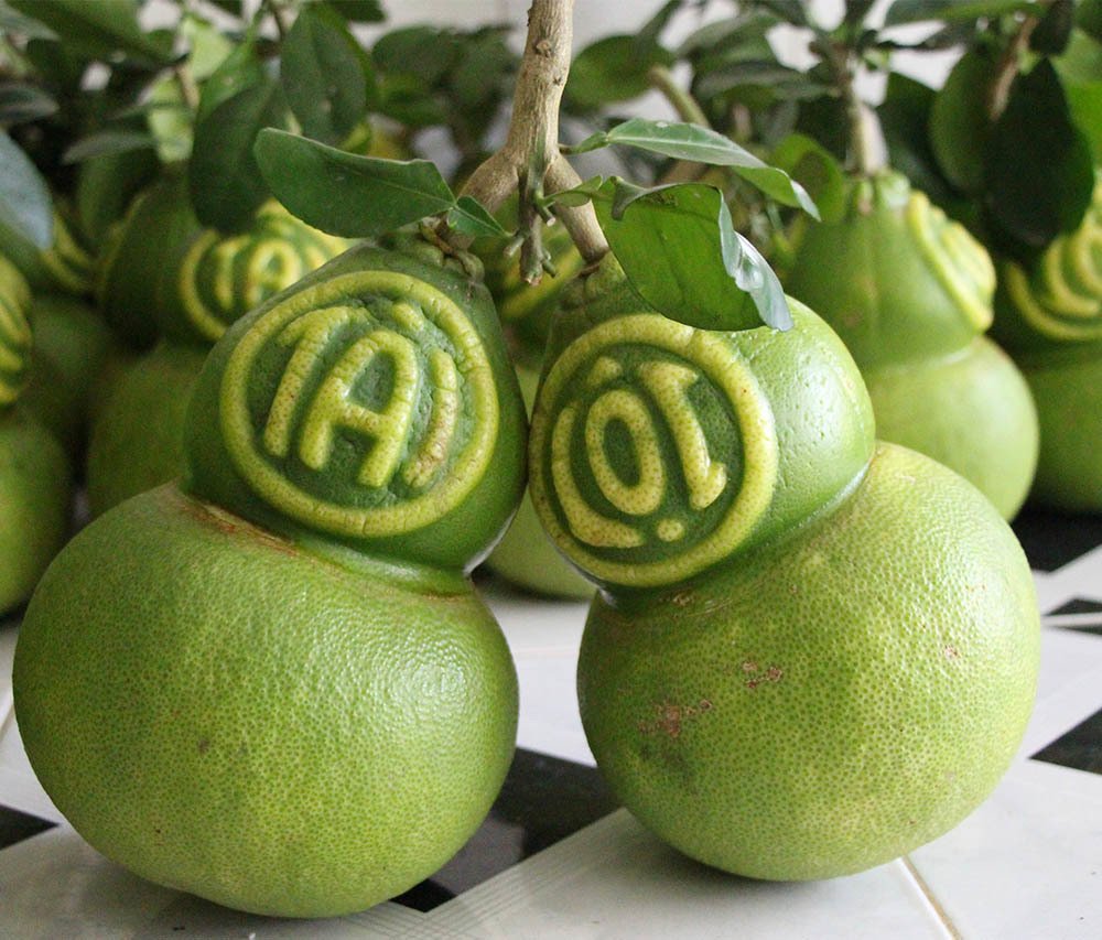 Quả bưởi vuông kỳ lạ lần đầu tiên xuất hiện ở Việt Nam-5