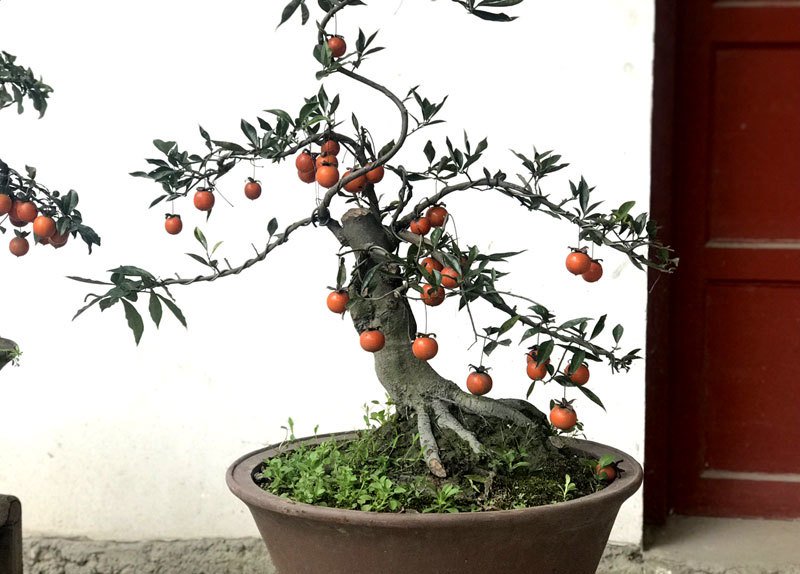 Hồng đá bonsai giá 1 tỷ đồng: Đại gia bí ẩn xuống tiền chơi Tết-2