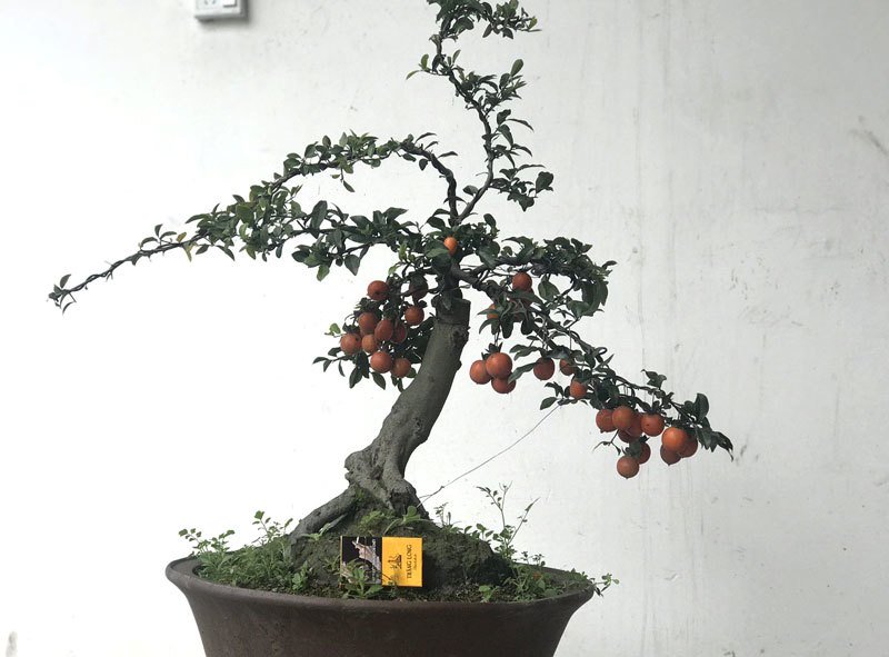 Hồng đá bonsai giá 1 tỷ đồng: Đại gia bí ẩn xuống tiền chơi Tết-3