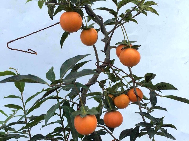 Hồng đá bonsai giá 1 tỷ đồng: Đại gia bí ẩn xuống tiền chơi Tết-4