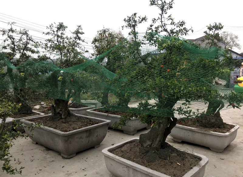 Hồng đá bonsai giá 1 tỷ đồng: Đại gia bí ẩn xuống tiền chơi Tết-6