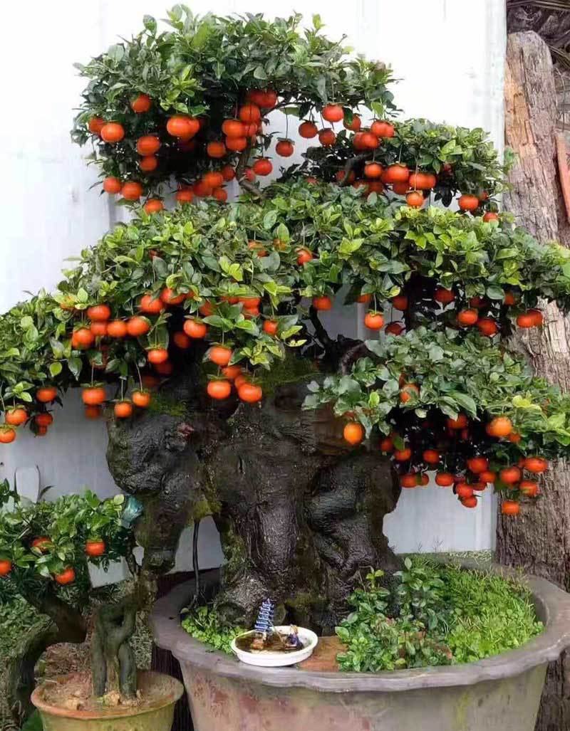 Hồng đá bonsai giá 1 tỷ đồng: Đại gia bí ẩn xuống tiền chơi Tết-7