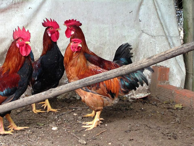 Loài gà vua Hùng kén rể trong truyền thuyết được ráo riết săn lùng làm quà biếu Tết-1