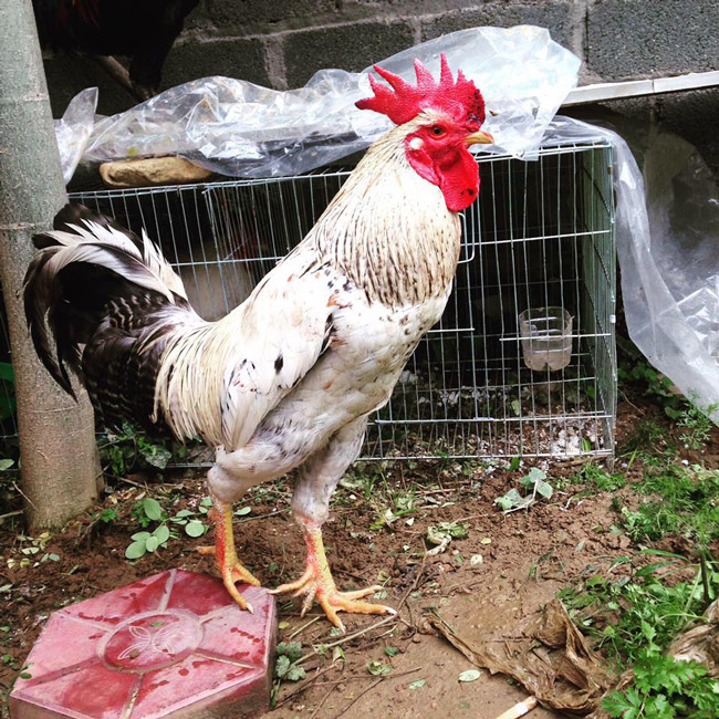 Loài gà vua Hùng kén rể trong truyền thuyết được ráo riết săn lùng làm quà biếu Tết-12