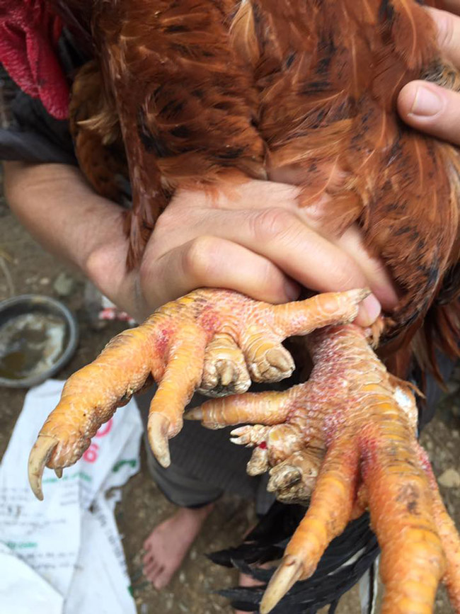 Loài gà vua Hùng kén rể trong truyền thuyết được ráo riết săn lùng làm quà biếu Tết-13