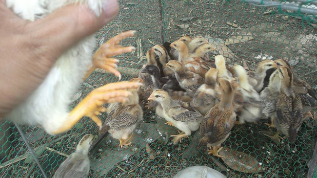 Loài gà vua Hùng kén rể trong truyền thuyết được ráo riết săn lùng làm quà biếu Tết-15