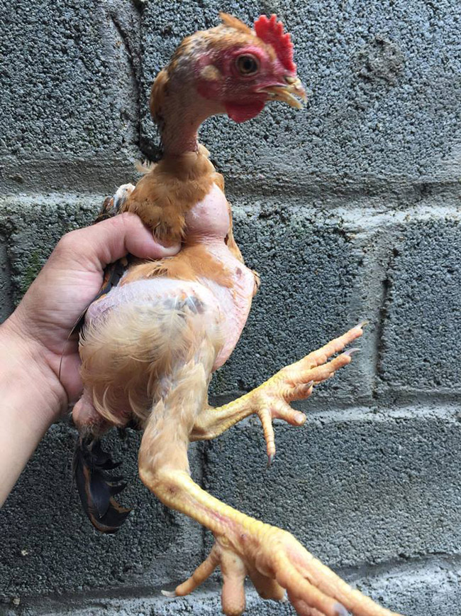 Loài gà vua Hùng kén rể trong truyền thuyết được ráo riết săn lùng làm quà biếu Tết-17