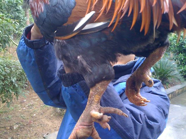 Loài gà vua Hùng kén rể trong truyền thuyết được ráo riết săn lùng làm quà biếu Tết-5