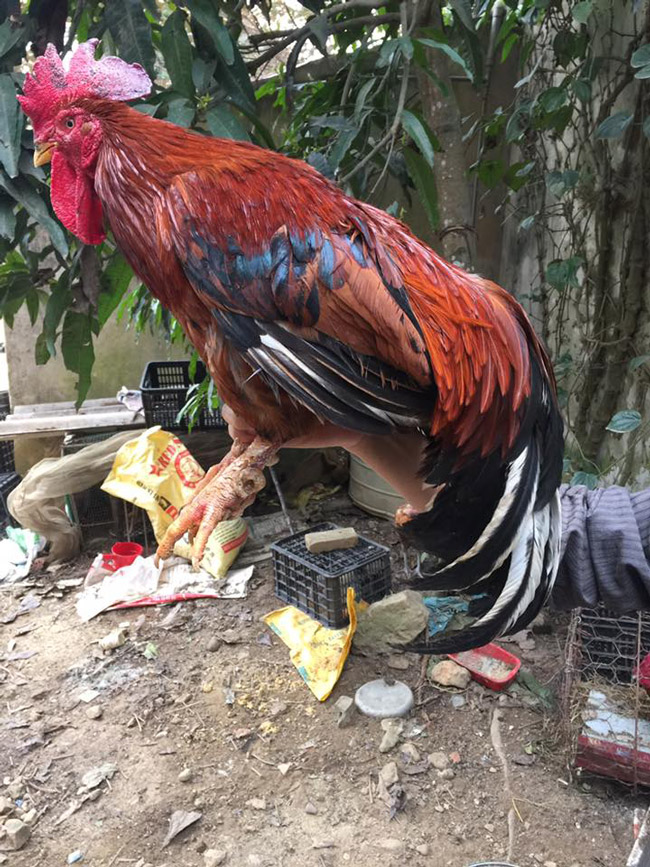 Loài gà vua Hùng kén rể trong truyền thuyết được ráo riết săn lùng làm quà biếu Tết-6