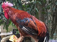 Loài gà 'vua Hùng kén rể' trong truyền thuyết được ráo riết săn lùng làm quà biếu Tết