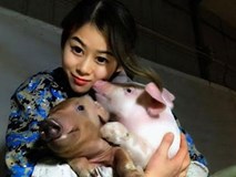 Sốc độc lạ: Hô hấp nhân tạo cho lợn, cô gái kiếm hàng tỷ đồng mỗi năm Sốc độc lạ: Hô hấp nhân tạo cho lợn, cô gái kiếm hàng tỷ đồng mỗi năm