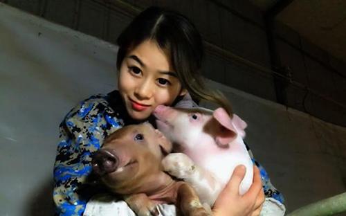 Sốc độc lạ: Hô hấp nhân tạo cho lợn, cô gái kiếm hàng tỷ đồng mỗi năm-1