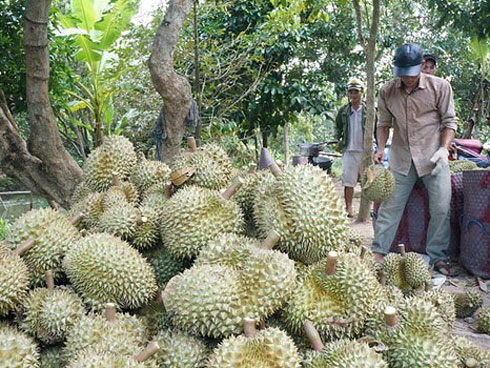 Quan xã tỷ phú nổi danh cả vùng: Cũng là nhờ trồng sầu riêng-3