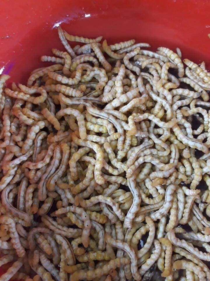 Thần dược ngoe nguẩy tăng cường sinh lực tiền triệu vẫn đắt hàng-6