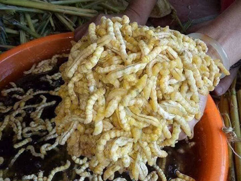Lời đồn trường sinh, săn mua tắc kè giá 1 tỷ đồng/con-2