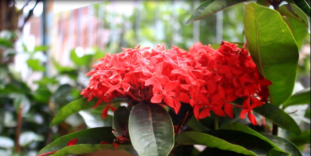 Ngôi nhà ở Bình Phước của gia đình cầu thủ Hồng Duy-11